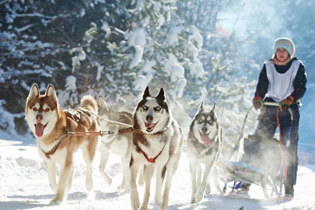 person dog sledding