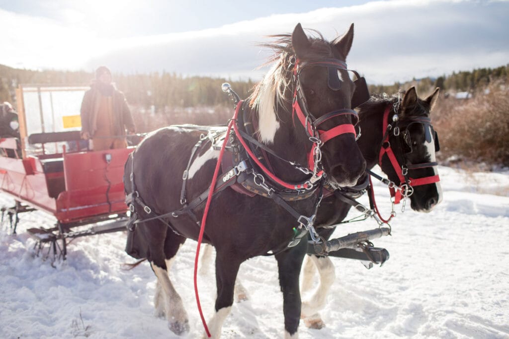 horses on a sleigh ride