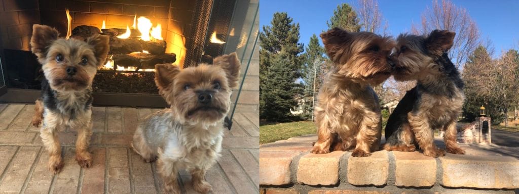 2 Shackleton Yorkies in a Beaver Run condo