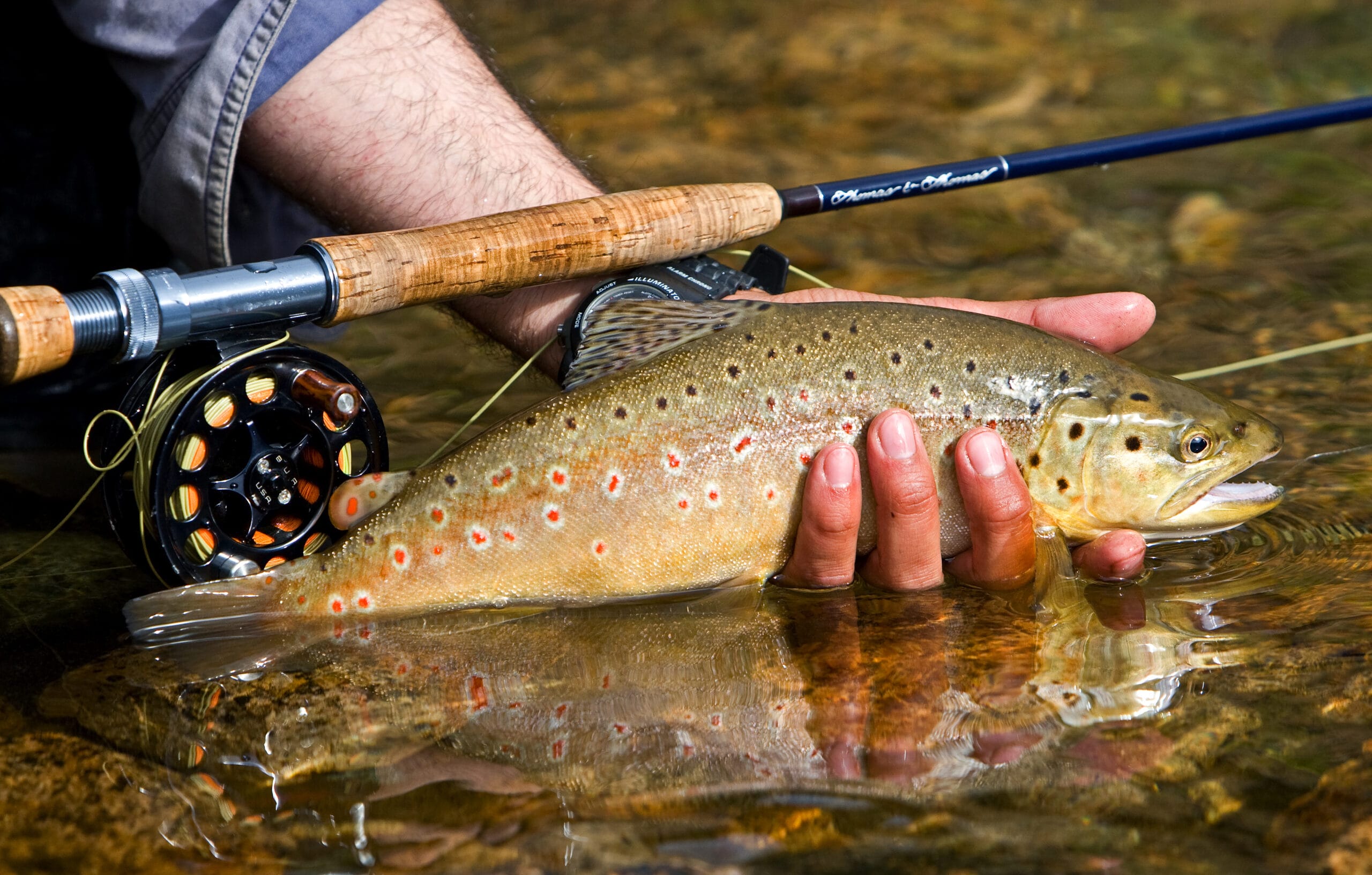 Trout in fisherman's hand