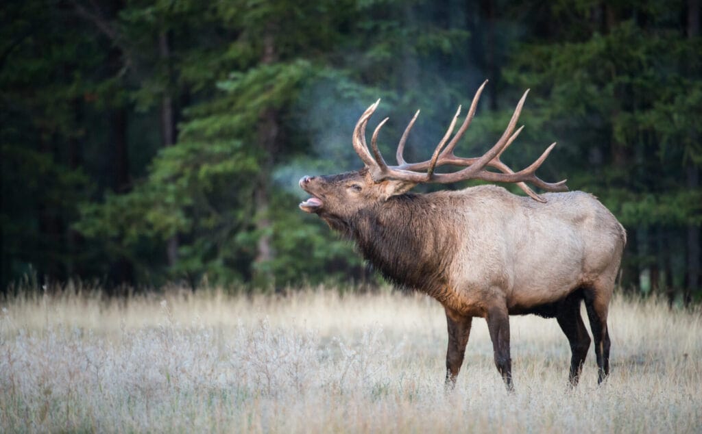 Elk near Breckenridge