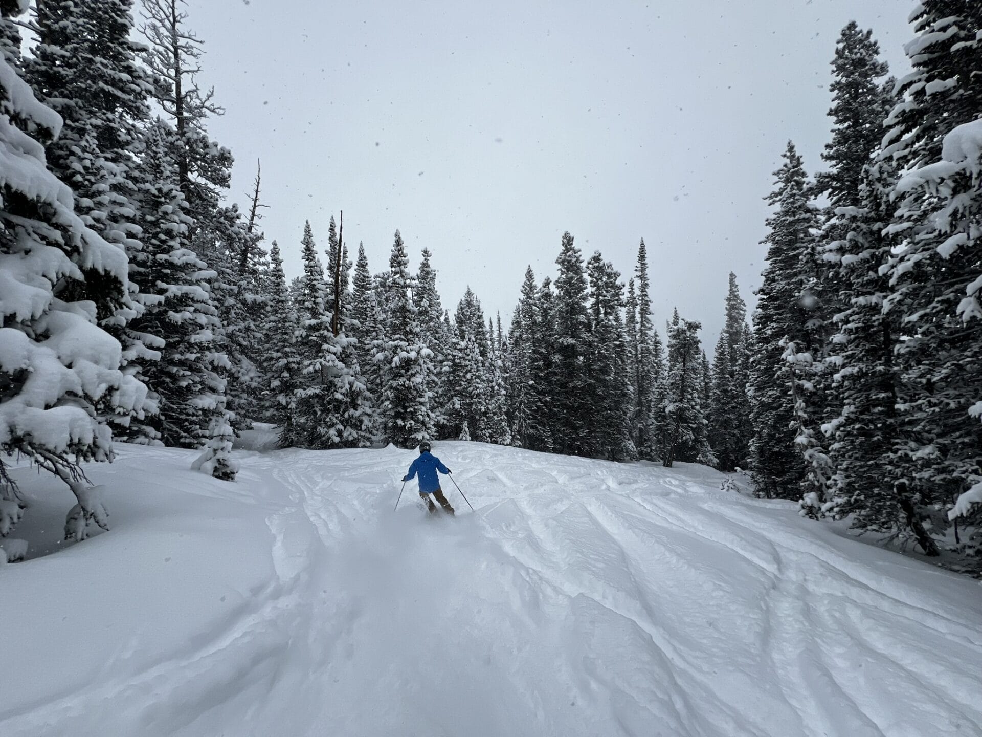 skier riding powder in the trees