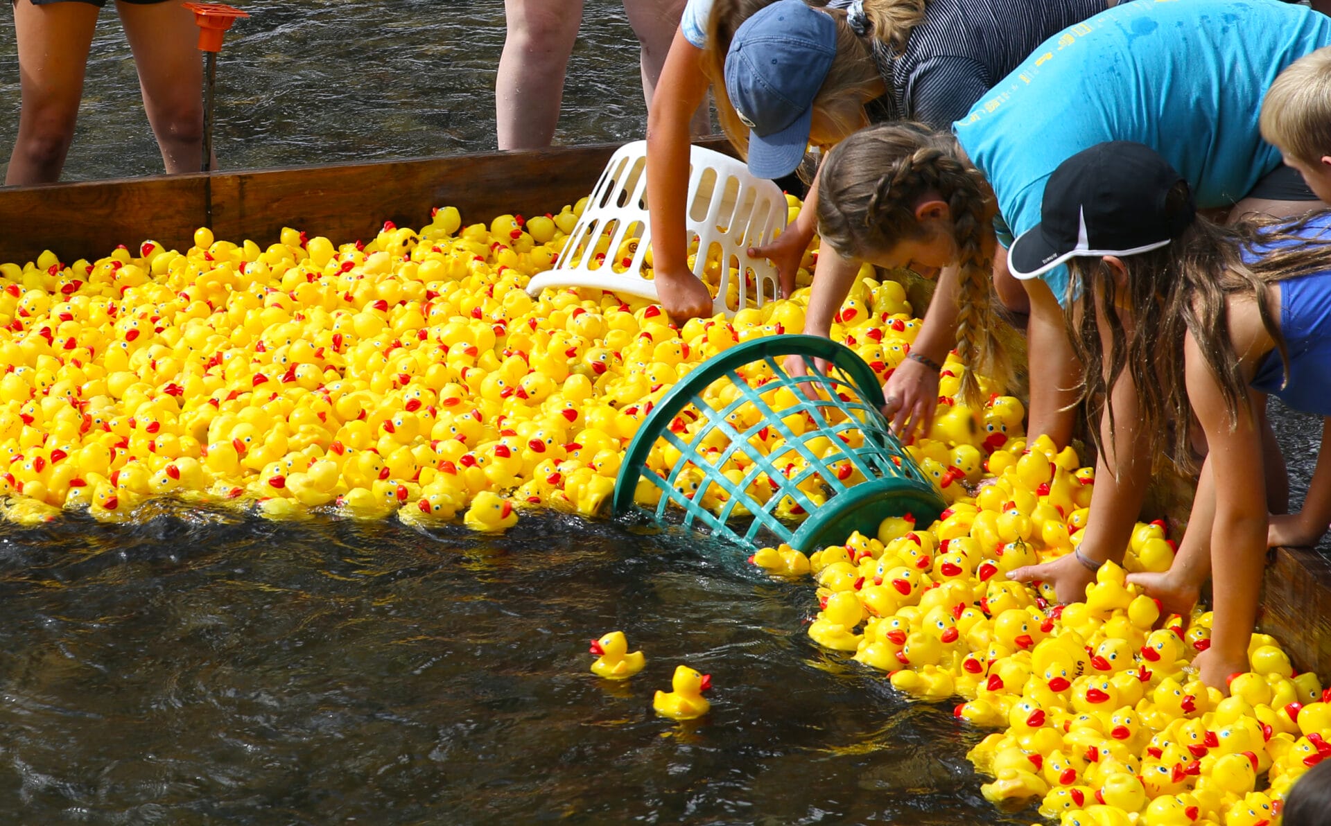 People using baskets to collect rubber ducks out of water during the labor day ducky race