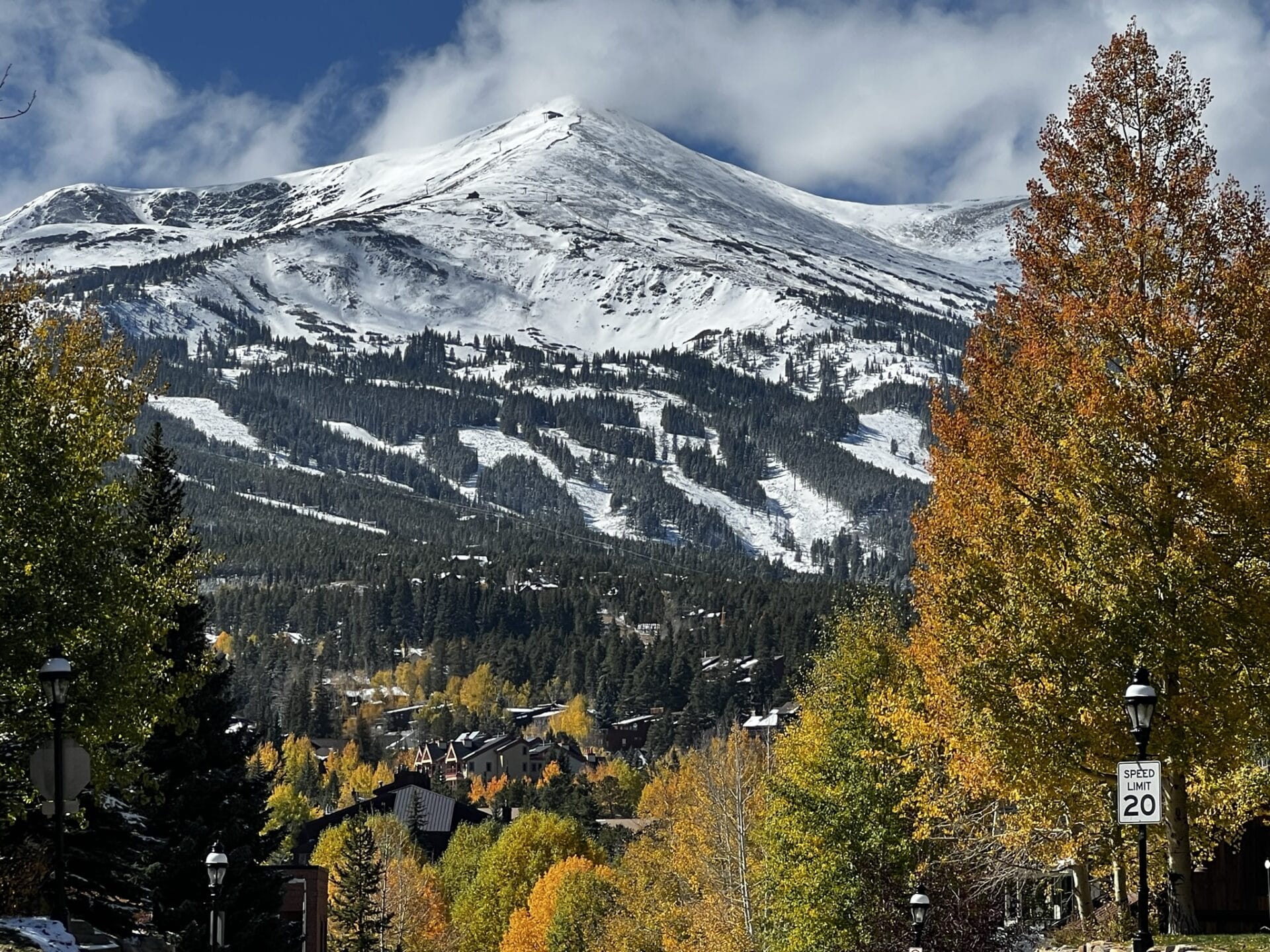 Fall trees with snow in the background