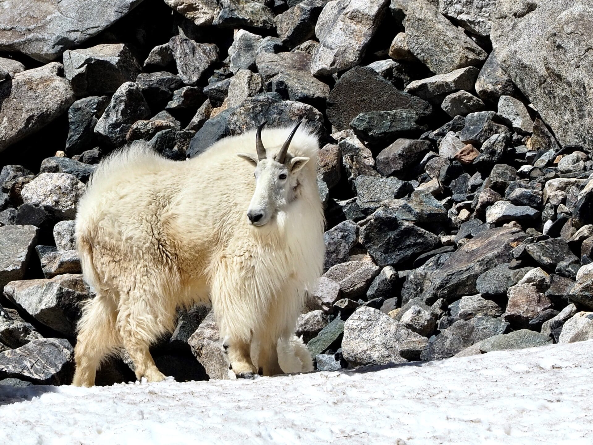 winter wildlife mountain goat
